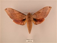 波紋豆天蛾藏品圖，第1張