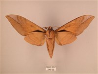 波紋豆天蛾藏品圖，第2張