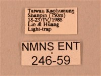 波紋豆天蛾藏品圖，第3張