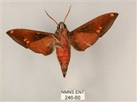 斜帶天蛾藏品圖，第2張