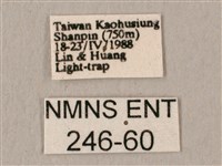 斜帶天蛾藏品圖，第3張