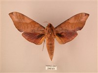 波紋豆天蛾藏品圖，第1張