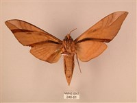 波紋豆天蛾藏品圖，第2張