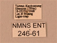 波紋豆天蛾藏品圖，第3張