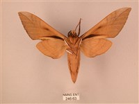 波紋豆天蛾藏品圖，第2張