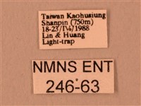 波紋豆天蛾藏品圖，第3張