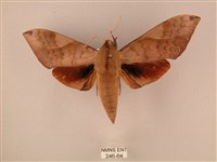 波紋豆天蛾藏品圖，第1張