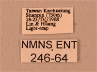 波紋豆天蛾藏品圖，第3張