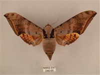 臺灣鷹翅天蛾藏品圖，第1張