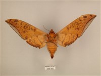 臺灣鷹翅天蛾藏品圖，第2張