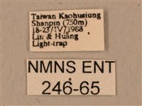 臺灣鷹翅天蛾藏品圖，第3張