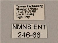 裂斑鷹翅天蛾藏品圖，第3張