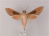 斜線天蛾藏品圖，第2張