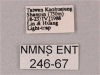 斜線天蛾藏品圖，第3張