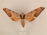 臺灣鷹翅天蛾藏品圖，第1張