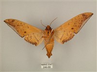 臺灣鷹翅天蛾藏品圖，第2張