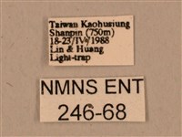 臺灣鷹翅天蛾藏品圖，第3張