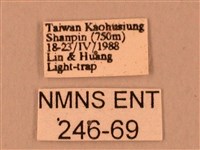 臺灣鋸翅天蛾藏品圖，第3張