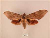 波紋豆天蛾藏品圖，第1張