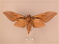 波紋豆天蛾藏品圖，第2張