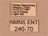 波紋豆天蛾藏品圖，第3張