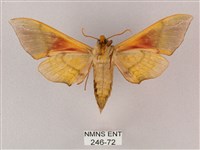 榆綠天蛾藏品圖，第2張