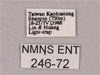 榆綠天蛾藏品圖，第3張