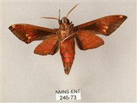 斜帶天蛾藏品圖，第2張