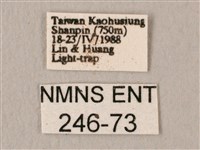 斜帶天蛾藏品圖，第3張