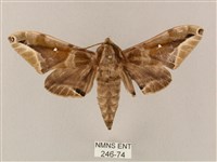 白點天蛾 藏品圖，第1張