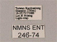 白點天蛾 藏品圖，第3張