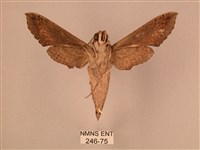 斜線天蛾藏品圖，第2張