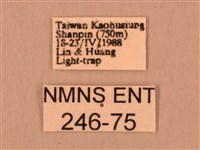 斜線天蛾藏品圖，第3張