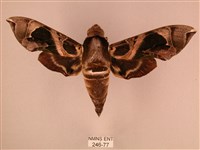 暗綠白腰天蛾藏品圖，第1張