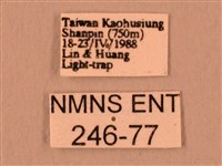 暗綠白腰天蛾藏品圖，第3張