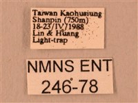 波紋豆天蛾藏品圖，第3張