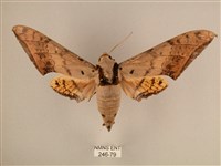 臺灣鷹翅天蛾藏品圖，第1張