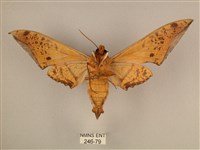 臺灣鷹翅天蛾藏品圖，第2張