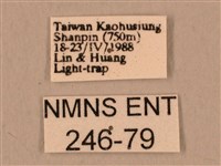 臺灣鷹翅天蛾藏品圖，第3張