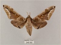 白點天蛾 藏品圖，第1張