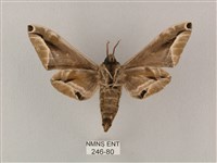 白點天蛾 藏品圖，第2張