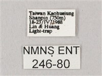 白點天蛾 藏品圖，第3張