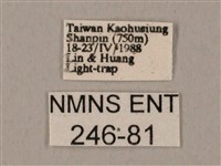 裂斑鷹翅天蛾藏品圖，第3張