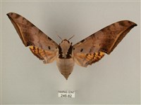 臺灣鷹翅天蛾藏品圖，第1張