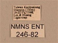 臺灣鷹翅天蛾藏品圖，第3張