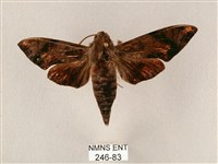 斜帶天蛾藏品圖，第1張