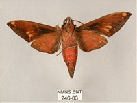 斜帶天蛾藏品圖，第2張