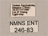 斜帶天蛾藏品圖，第3張