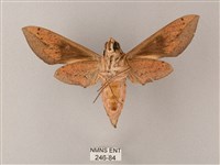藏斜紋天蛾藏品圖，第2張