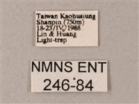 藏斜紋天蛾藏品圖，第3張